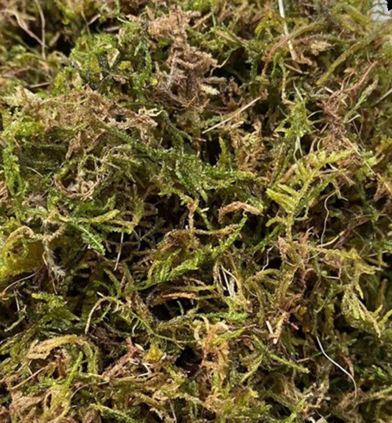 Sphagnum Moss Bag - Musgo Sphagnum Seco para Orquídeas, Suculentas,