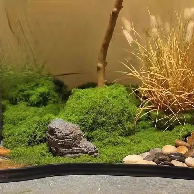 Musgo da Vida Eterna 200g para - Bonsai Garden For Home avaliação e preço