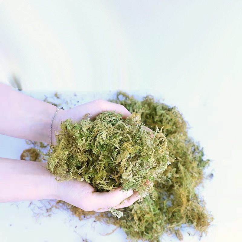 Musgo Sphagnum Seco para Orquí - Sphagnum Moss Bag avaliação e preço