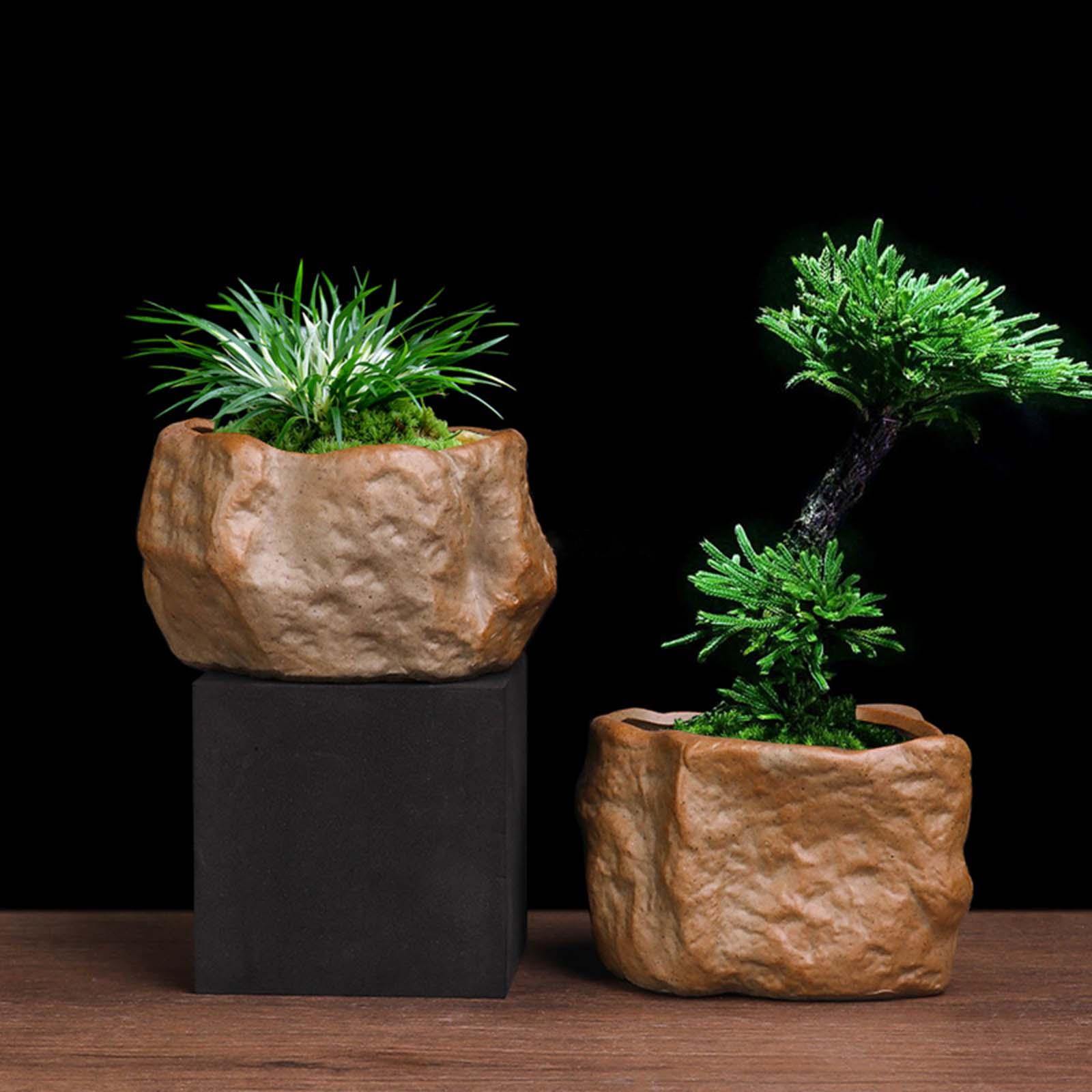Pote suculento de cerâmica em  - Training Pot Ceramic avaliação e preço