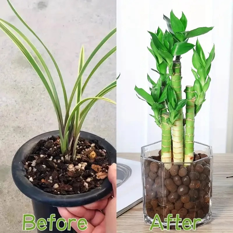 1 unidade de Bolinhas de Argil - Sphagnum Moss Bag avaliação e preço