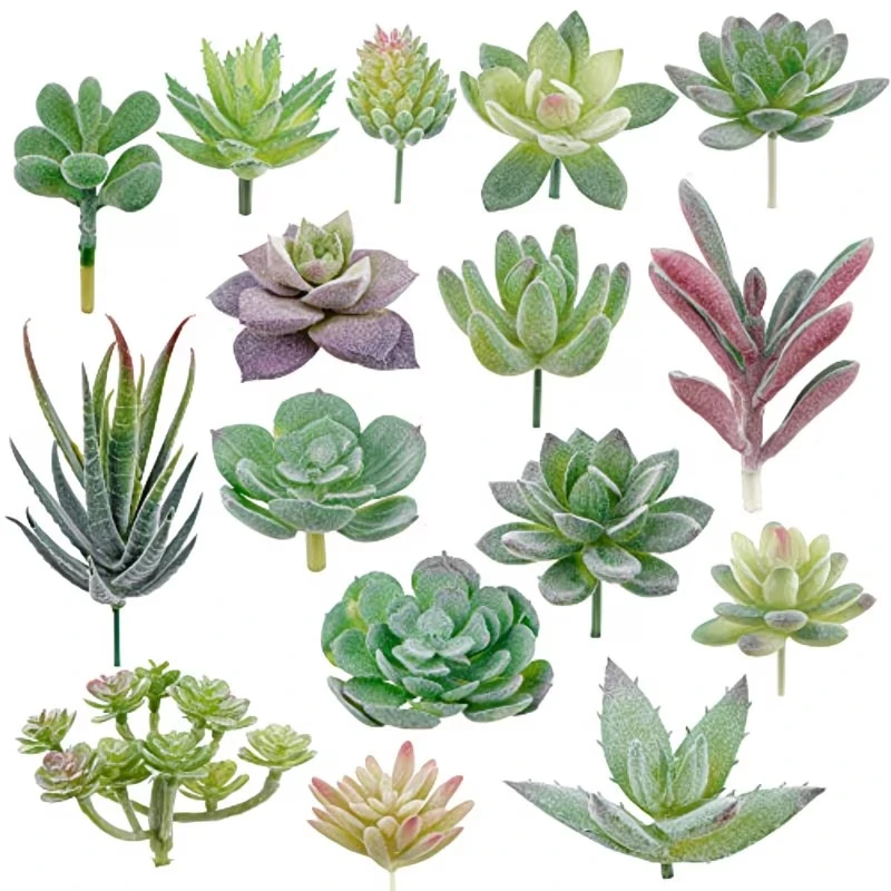 10/20 Peças de Plantas Suculen - Bonsai Garden For Home avaliação e preço